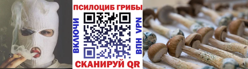 блэк спрут как зайти  Зеленогорск  Галлюциногенные грибы GOLDEN TEACHER 
